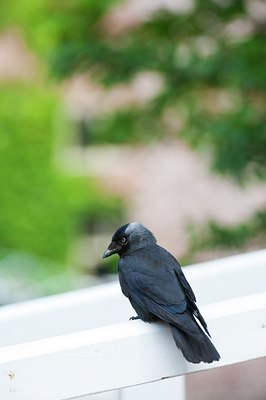 BUITEN BEELD Foto: 97356