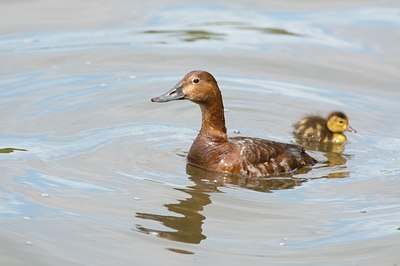 BUITEN BEELD Foto: 97362