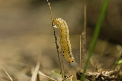 BUITEN BEELD Foto: 97410