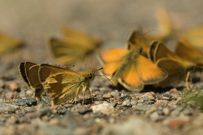 BUITEN BEELD Foto: 97412