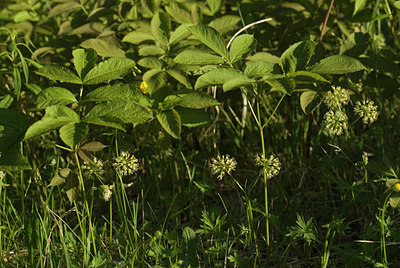BUITEN BEELD Foto: 97420