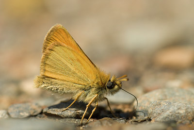 BUITEN BEELD Foto: 97421