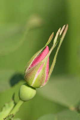 BUITEN BEELD Foto: 97422