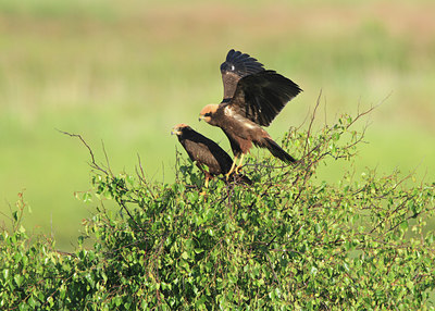 BUITEN BEELD Foto: 97425