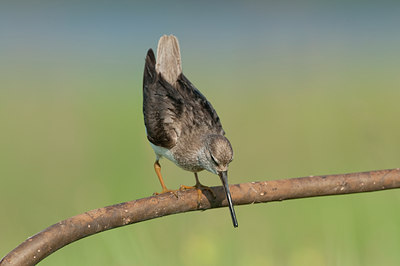 BUITEN BEELD Foto: 97431