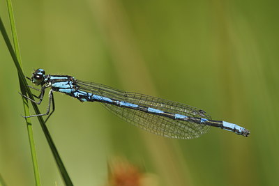 BUITEN BEELD Foto: 97436