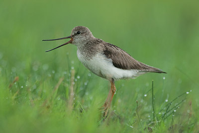BUITEN BEELD Foto: 97438