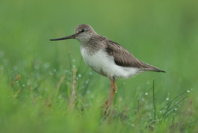 BUITEN BEELD Foto: 97439