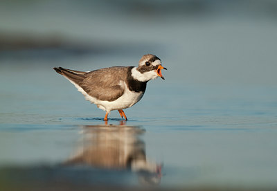 BUITEN BEELD Foto: 97440