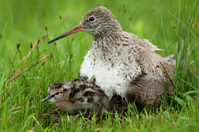 BUITEN BEELD Foto: 97452