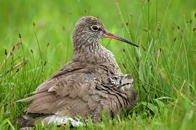 BUITEN BEELD Foto: 97455