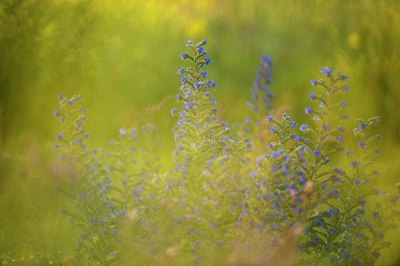 BUITEN BEELD Foto: 97502