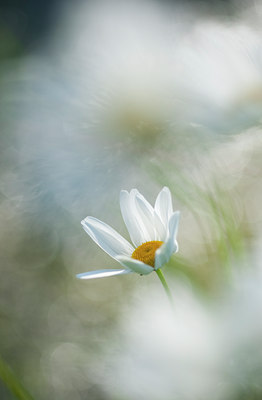 BUITEN BEELD Foto: 97543
