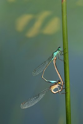 BUITEN BEELD Foto: 97553