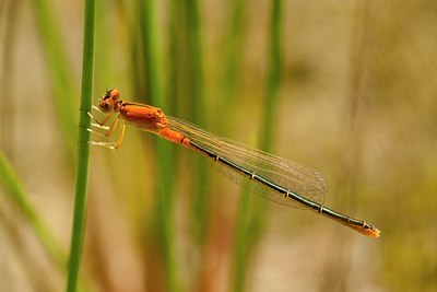 BUITEN BEELD Foto: 97559