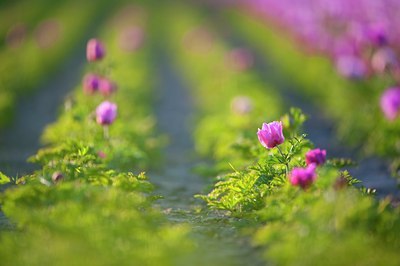 BUITEN BEELD Foto: 97568
