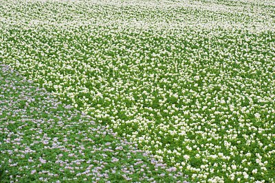 BUITEN BEELD Foto: 97574
