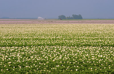 BUITEN BEELD Foto: 97579