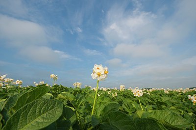 BUITEN BEELD Foto: 97581