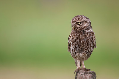 BUITEN BEELD Foto: 97594