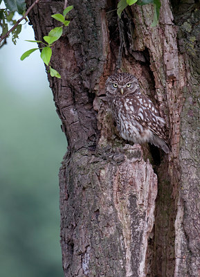 BUITEN BEELD Foto: 97595