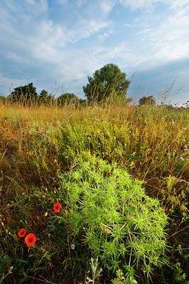 BUITEN BEELD Foto: 97616