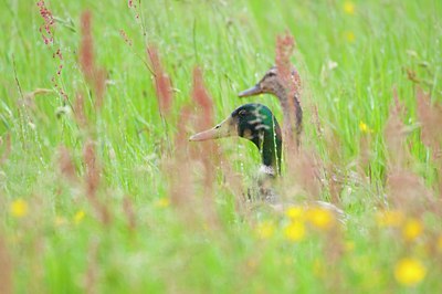 BUITEN BEELD Foto: 97629
