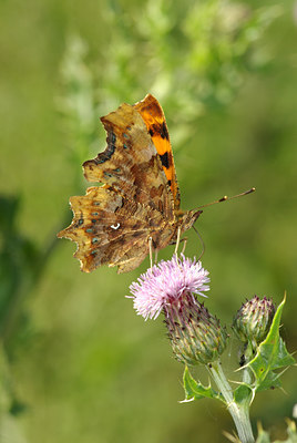 BUITEN BEELD Foto: 97647