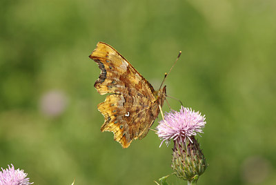 BUITEN BEELD Foto: 97648