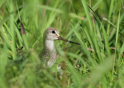 BUITEN BEELD Foto: 97655