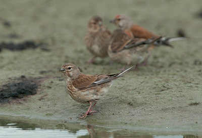 BUITEN BEELD Foto: 97657
