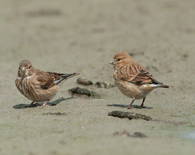 BUITEN BEELD Foto: 97659