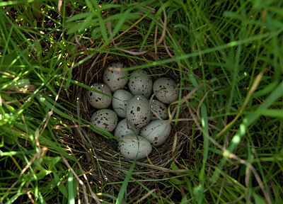 BUITEN BEELD Foto: 97669