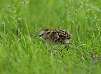 BUITEN BEELD Foto: 97673