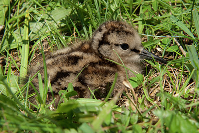 BUITEN BEELD Foto: 97674