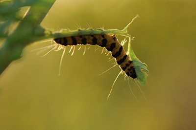 BUITEN BEELD Foto: 97678