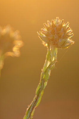 BUITEN BEELD Foto: 97682