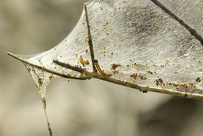 BUITEN BEELD Foto: 97687