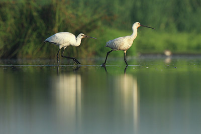 BUITEN BEELD Foto: 97706