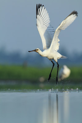 BUITEN BEELD Foto: 97707