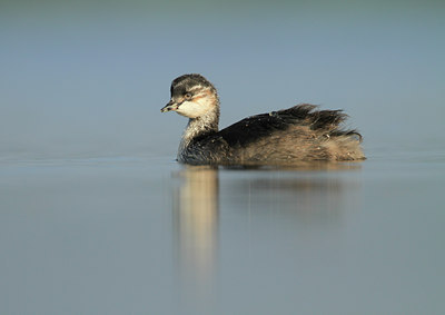 BUITEN BEELD Foto: 97711