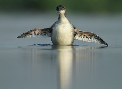 BUITEN BEELD Foto: 97714