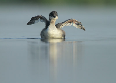 BUITEN BEELD Foto: 97715