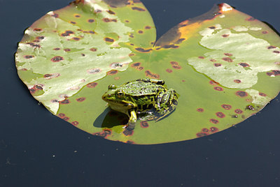 BUITEN BEELD Foto: 97721