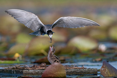 BUITEN BEELD Foto: 97758