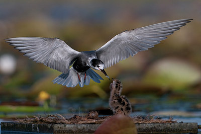 BUITEN BEELD Foto: 97761