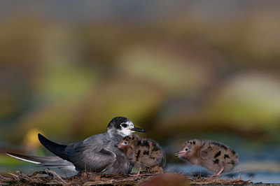 BUITEN BEELD Foto: 97767