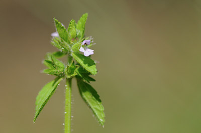 BUITEN BEELD Foto: 97851