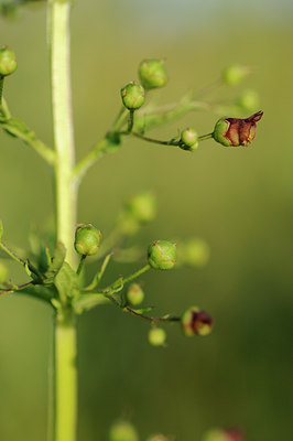 BUITEN BEELD Foto: 97855