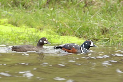 BUITEN BEELD Foto: 97946